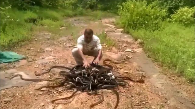 Il libère des centaines de serpents d'un seul coup... Flippant