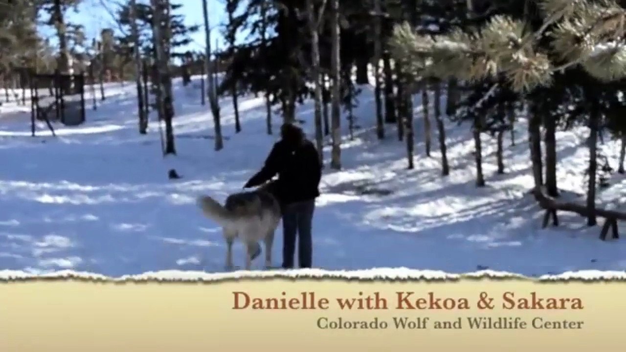 Giant Wolf Plops Down Beside Her, But Watch Wha...
