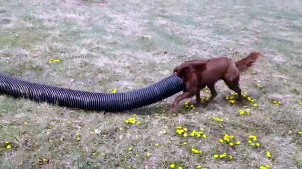 The Dog's Strange Curiosity - Head in Pipe