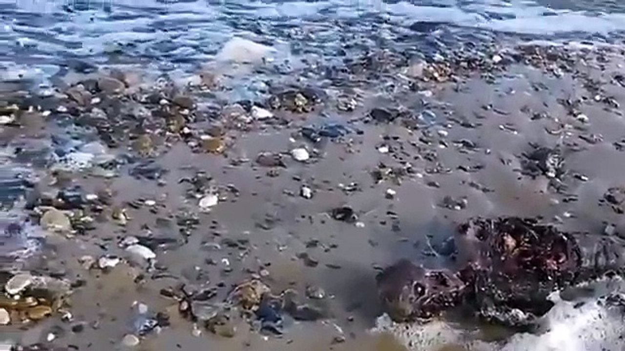 Grim 'Mermaid' like creature found washed up on the beach.