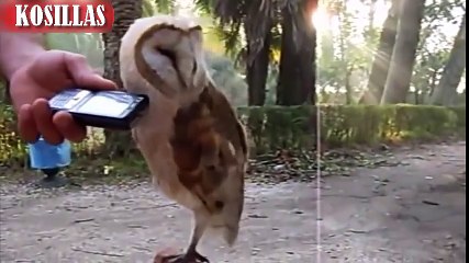 Buhos Cutes / Buhos Lindos