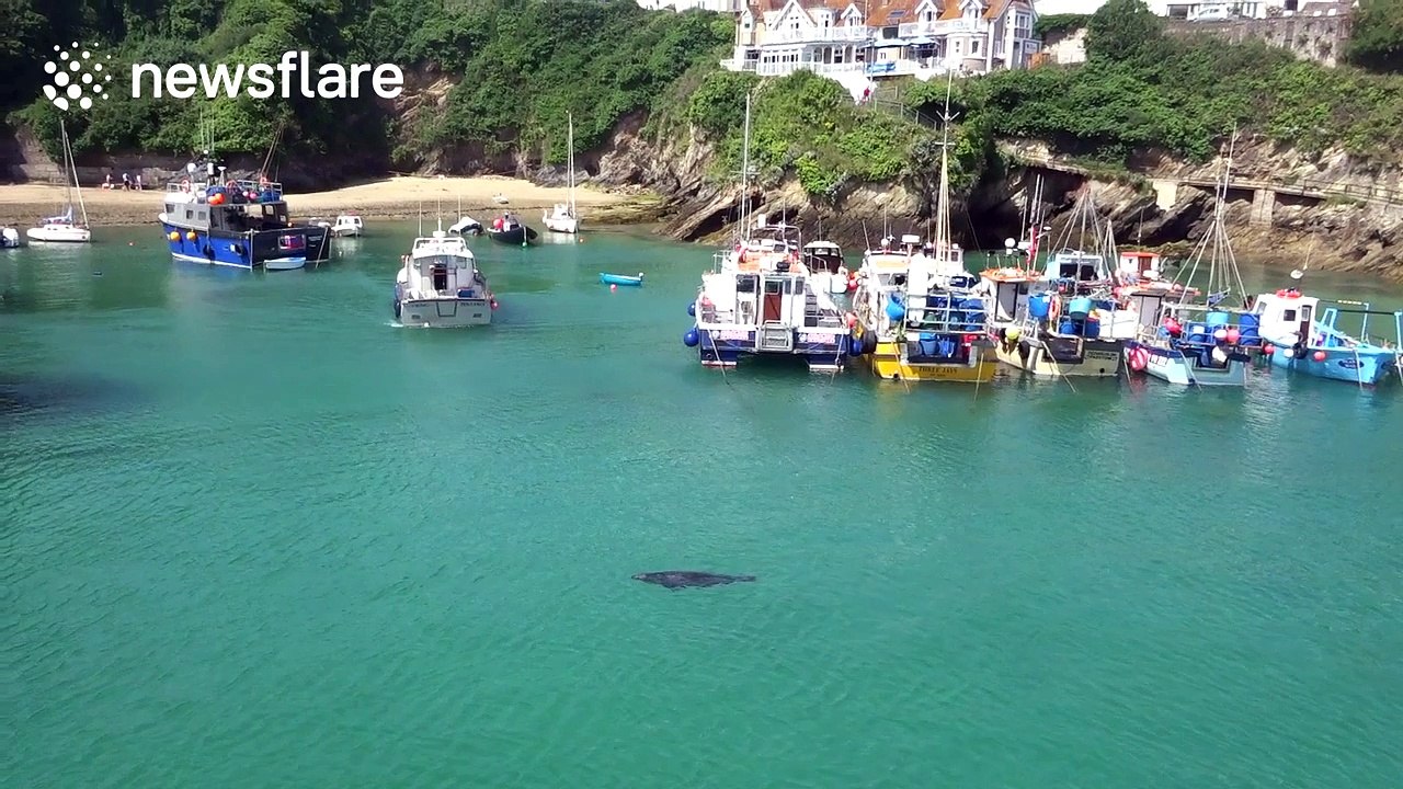 Seal nearly gets run over by fishing boat in Newquay Harbour