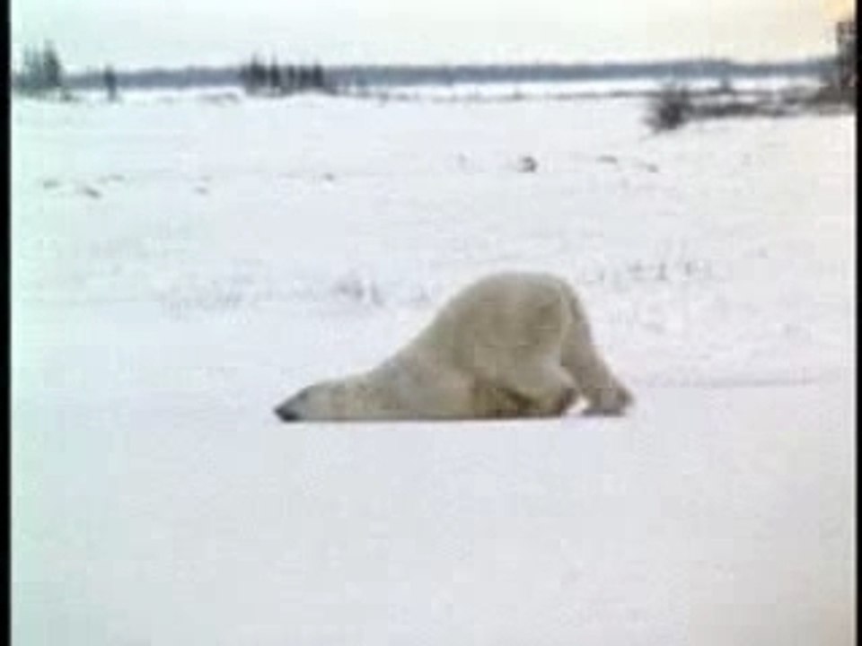 Avez vous déja vu? Un ours tres fatigué...