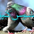 India provides photo evidence of the malicious activities by Pakistani Spy Pigeon in India