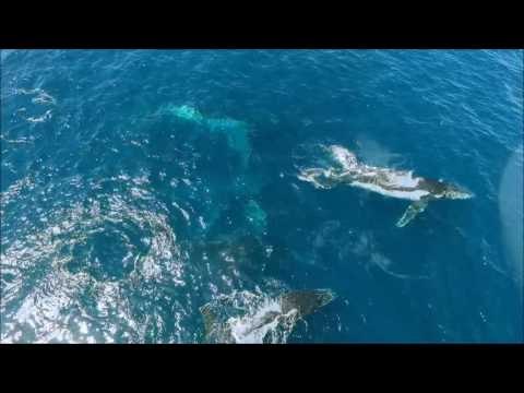 Drone Footage Captures Migrating Whale Pod Off Australian Coast
