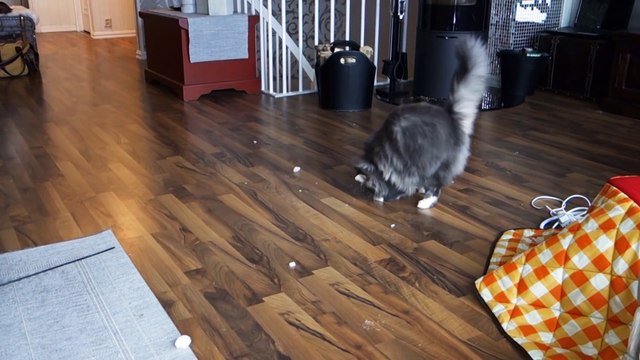 Rendre fou son chat avec des boules de neige ? GO !