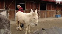 Varios países africanos han prohibido la venta de burros a China