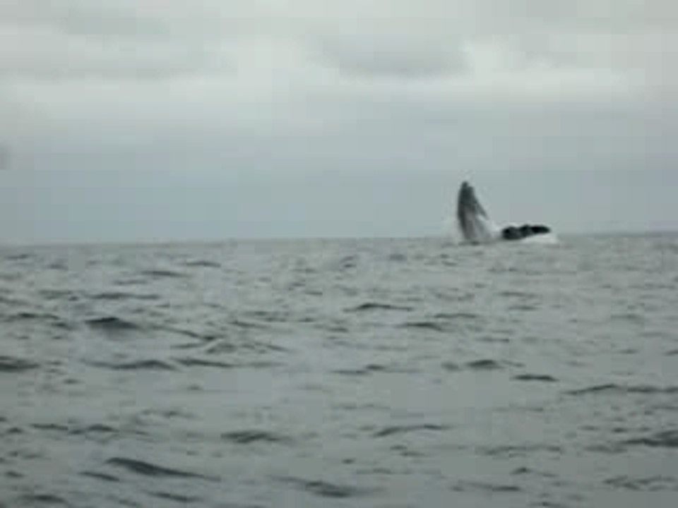Saut de Baleine