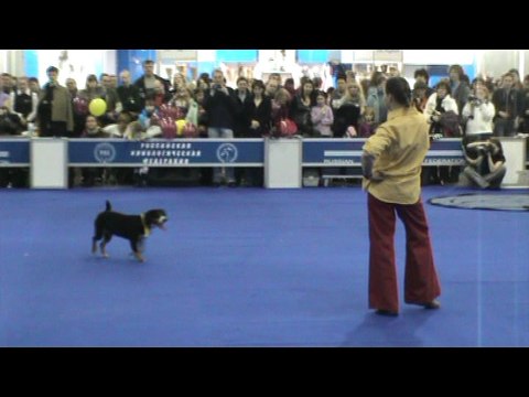 Freestyle Dog Dancing at Russian Eurasia Dog Show