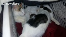 Adult cat suckles from mother cat who's just given birth to kittens