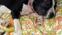 L'état dans lequel ils laissent ce chiot après l'avoir utilisé pour des combats de chiens est juste déplorable