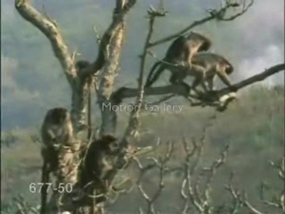 Monkey_packin