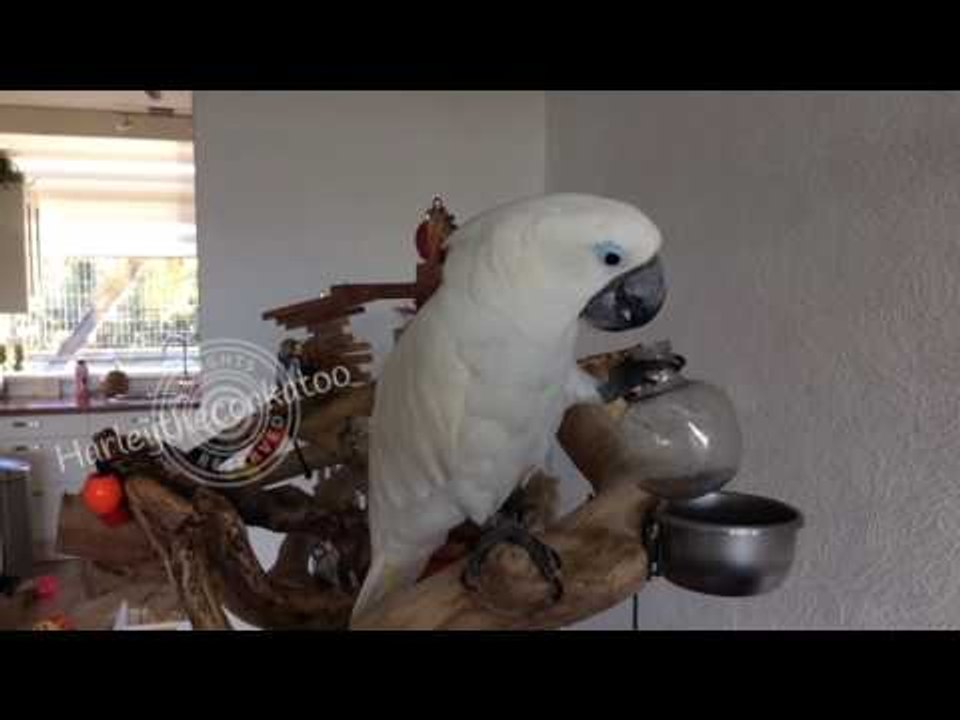 Content Cockatoo Enjoys Cool Cup of Lemonade