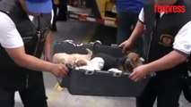 Pérou: chiens, chats et hamsters échappent aux griffes des trafiquants