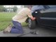 Snake Catcher Rescues Red Bellied Black Snake From Car Wheel