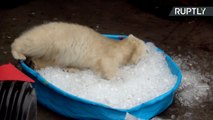 لا احد يحب الثلج اكثر من نورا الدب القطبي الصغير