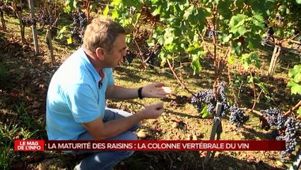 Le Mag de l'info - la couleur des vins