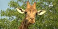 MCE a testé : devenir soigneuse de girafes au zoo de Vincennes
