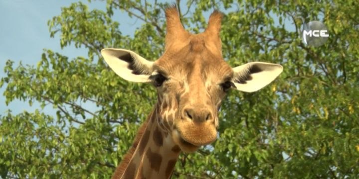 MCE a testé : devenir soigneuse de girafes au zoo de Vincennes