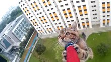 Gatinho é salvo após ficar preso no parapeito do 12º andar de um prédio em Singapura
