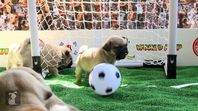 World Pup - Pug Puppies vs. Yorkies