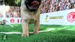 World Pup - Pugs vs. Cavalier King Charles Spaniels
