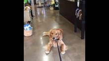 Ce chien ne veut absolument pas sortir du magasin. LOL !