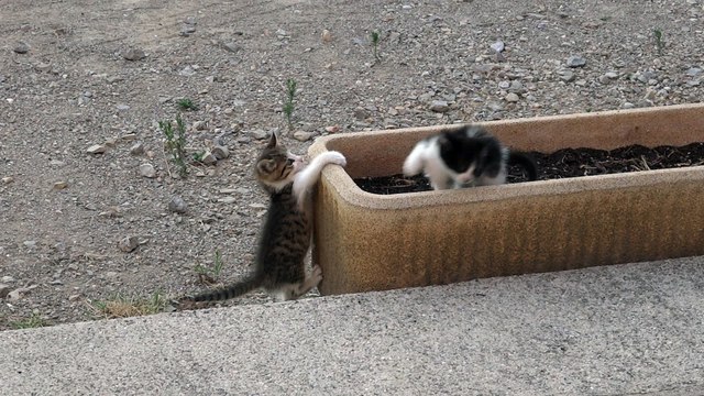 Chatons septembre 2016 petits joueurs