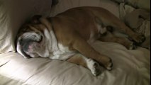 Teddy the English Bulldog jumps for the doorbell....and that s it.