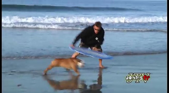 Tillman the Skateboarding Bulldog Skates, Skimboards, and SURFS!!