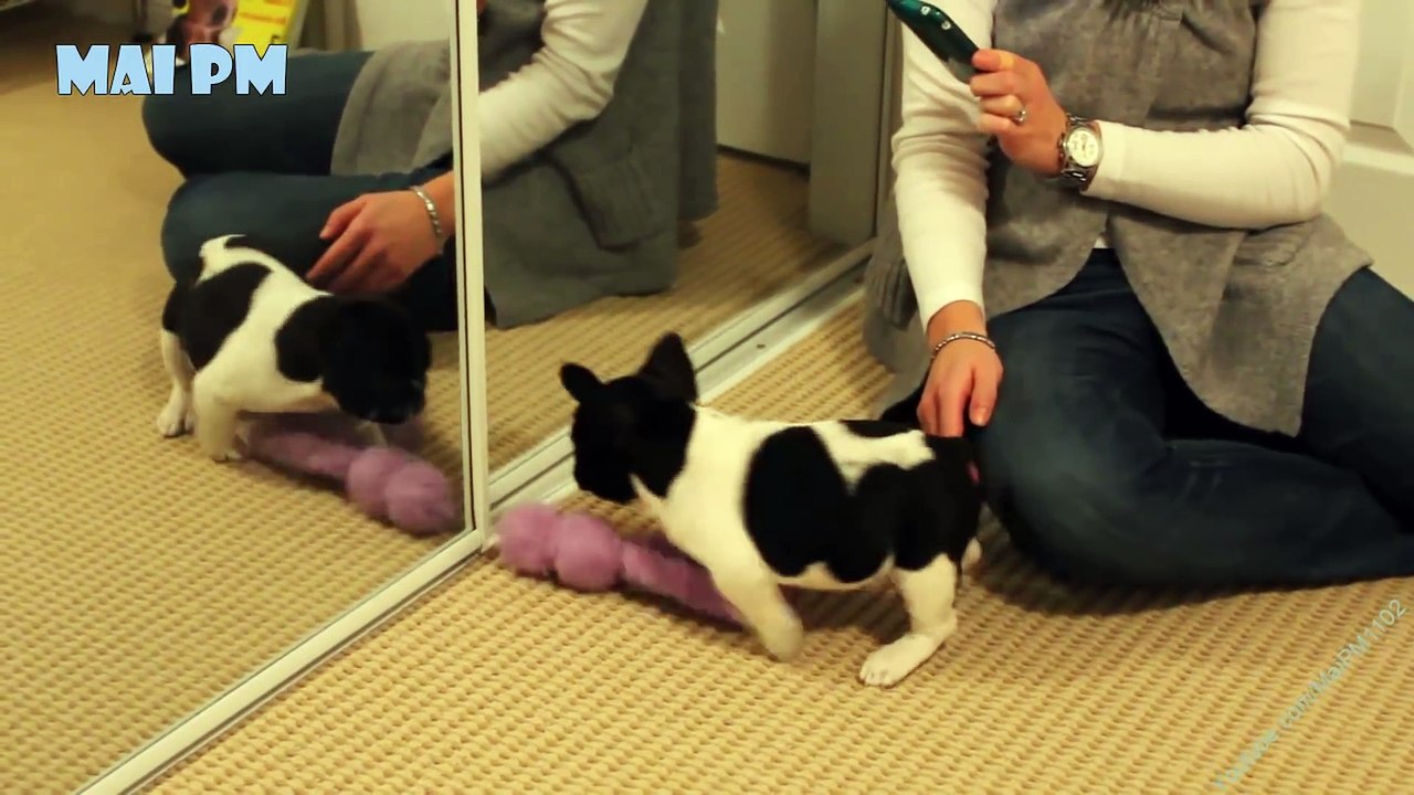 Top 10 Best Cute French BullDog Puppies Videos Compilation 2016