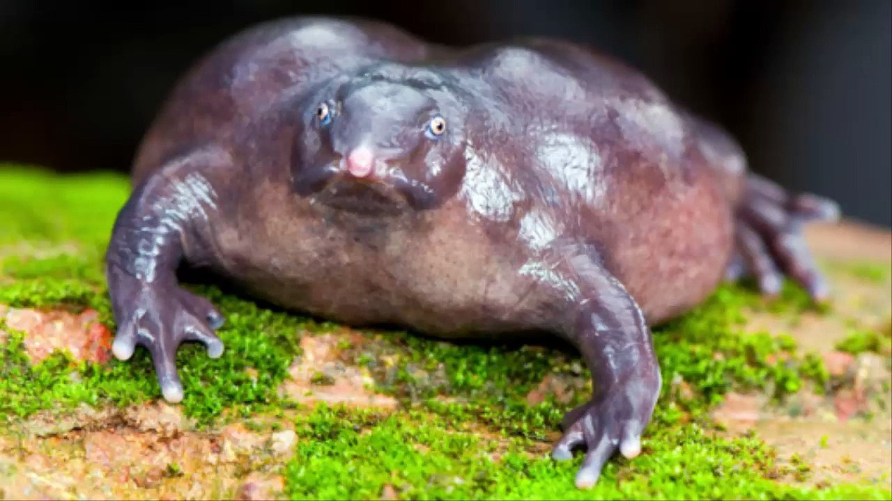 Top 10 Rarest Animals