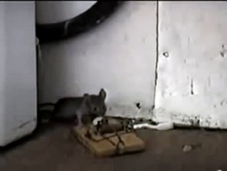 Çin Malı Fare Kapanı Sonu Kopmalık