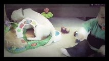 Cute Baby Videos - Funny Cats and Babies Playing Together - Baby Compilation