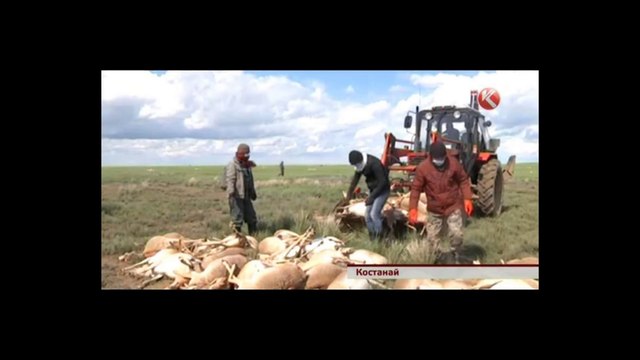 Arma biológica mata a 120 000 antílopes