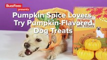 Pumpkin Spice Lovers Try Pumpkin-Flavored Dog Treats