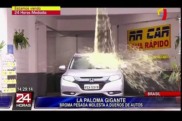 Broma de la paloma gigante provoca la ira de conductores en Brasil