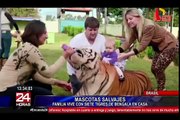 Familia vive con siete tigres de bengala en Brasil