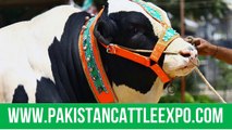 dangerous cow qurbani  eid ul adha  karachi  Pakistan  2016