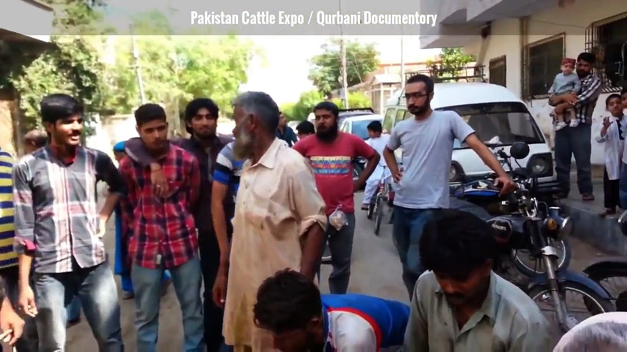 Angry cow qurbani 2016-2017 Professional Qasai Funny Eid ul adha