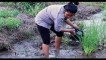 Fishing - Fishing videos - Beautiful Girl Fishing - Cambodia Traditional Fishing