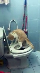 The way cat go to toilet funny cat videos