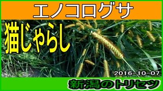 新潟の風景 エノコログサ（猫じゃらし） 2016-10-07