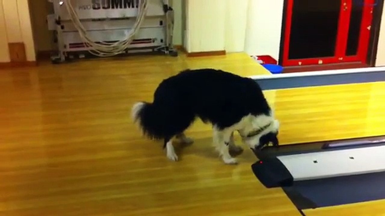 This dog is on a bowling alley.