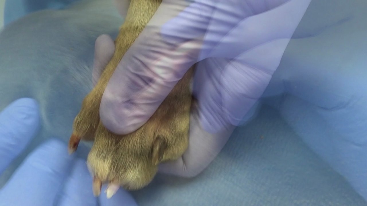 Dermatite atopique canine : Examen Clinique (Dr Prélaud, spécialiste en dermatologie, clinique Advetia, Paris)