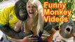 Funny Monkey Videos   The Best Funny Monkeys Compilation