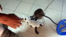 FUNNY MONKEY, ★★★★★, VIDEO, MONKEY PLAYING WITH  CAT, FUNNY ANIMALS,  FUNNY VIDEO, MONKEY AND CAT