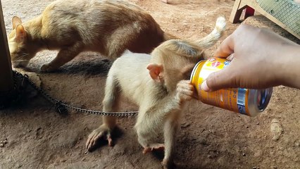Monkey vs Cat funny Monkey ស្វាលេងជាមួយឆ្មា