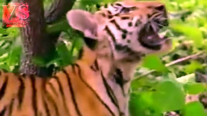 Tiger Vs Monkey Funny Video - Tiger and Monkey Fight Funny