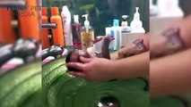 Monkeys in Water ★ Monkeys Taking a Bath (HD) [Funny Pets]